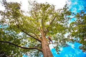 How Our Tree Care Process Works  in  French Camp, CA