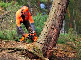 Professional Tree Care Services in French Camp, CA