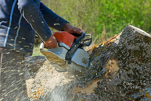 Seasonal Cleanup (Spring/Fall) in French Camp, CA